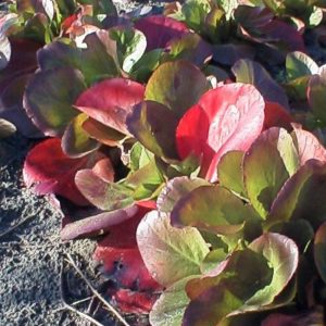 Bergenia Baby Doll