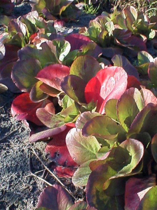 Bergenia Baby Doll