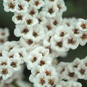 Bergenia Bach