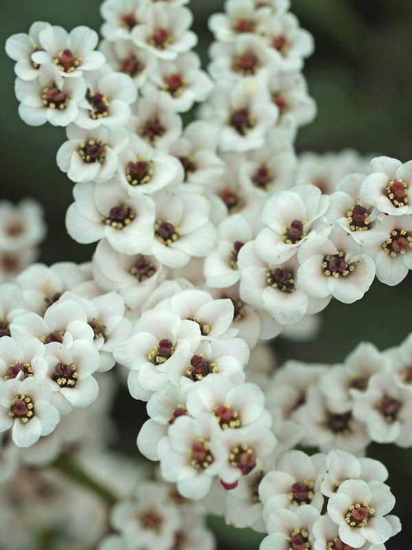Bergenia Bach
