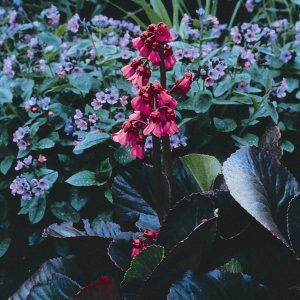 Bergenia Bressingham Ruby® PBR