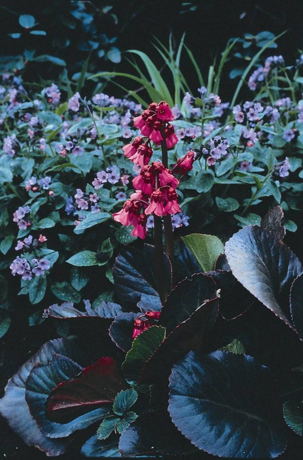 Bergenia Bressingham Ruby® PBR