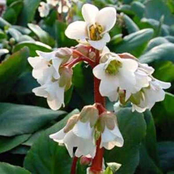 Bergenia Bressingham White