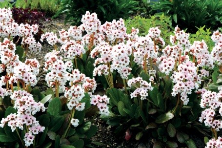 Bergenia Dragonfly Series Verschoor Horticulture