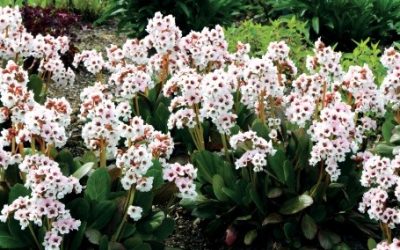 Bergenia Dragonfly® Series