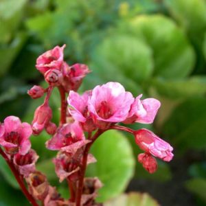 Bergenia Dark Margin