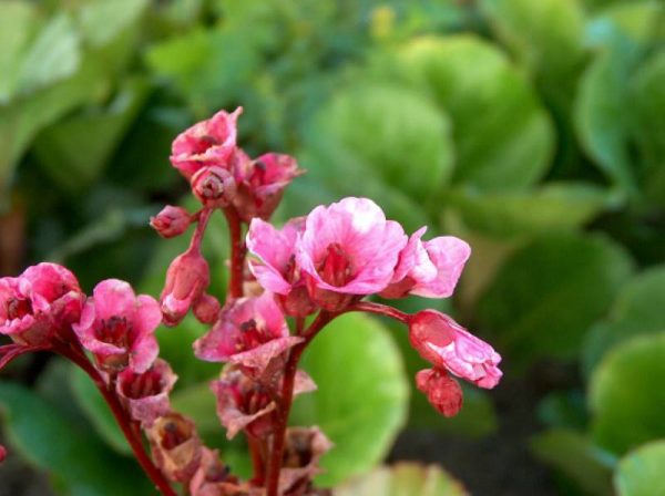 Bergenia Dark Margin