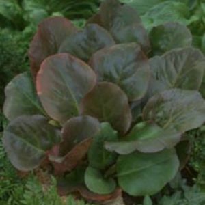 Bergenia Eroica