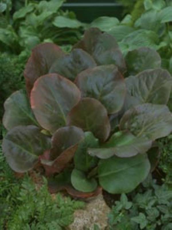 Bergenia Eroica