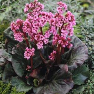 Bergenia Magic Giant