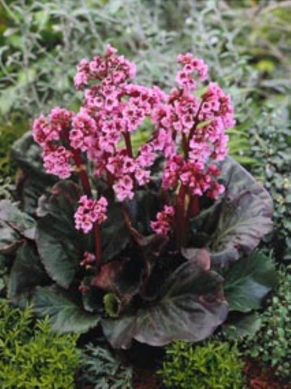 Bergenia Magic Giant