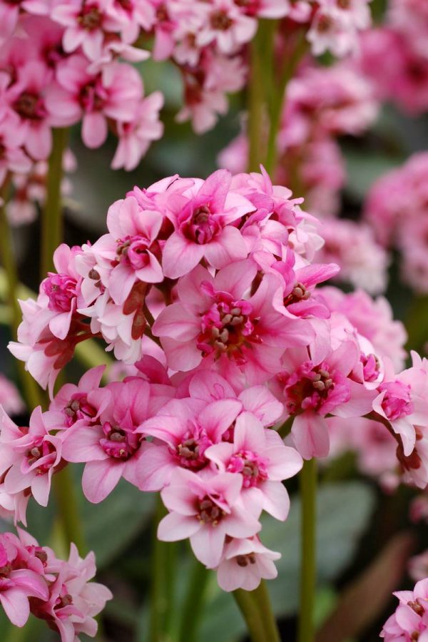 Bergenia Dragonfly Sakura