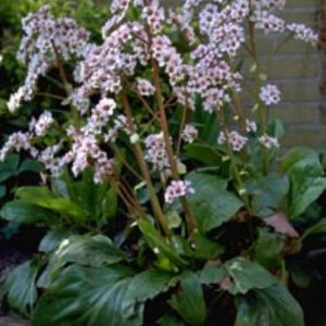 Bergenia Silberlicht