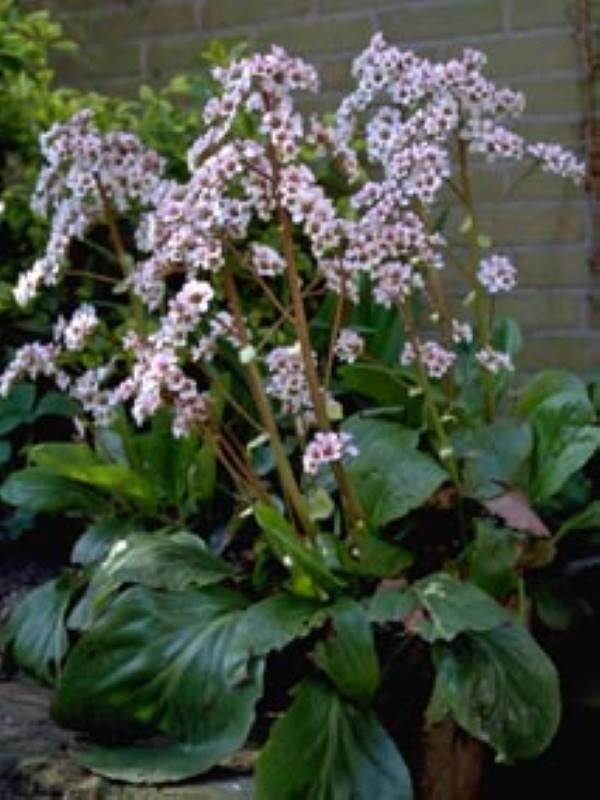 Bergenia Silberlicht