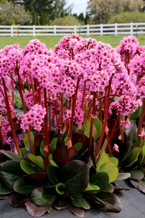 Bergenia Spring Fling