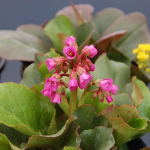 Bergenia Winterglut