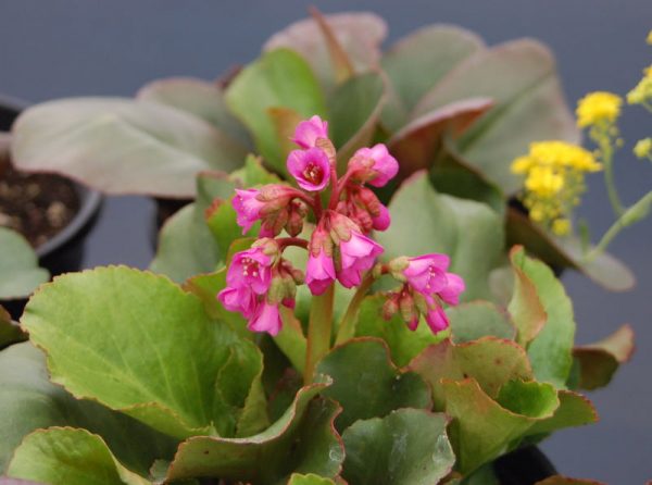 Bergenia Winterglut