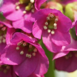 Bergenia Abendglut