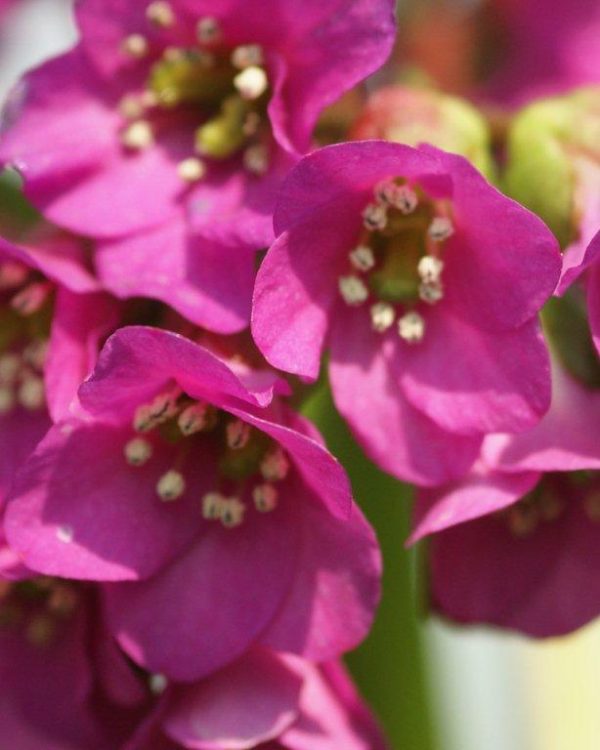 Bergenia Abendglut