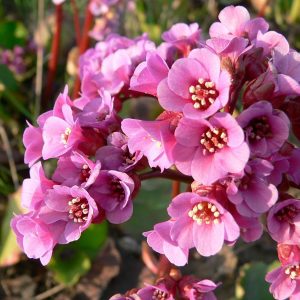 Bergenia Individuals