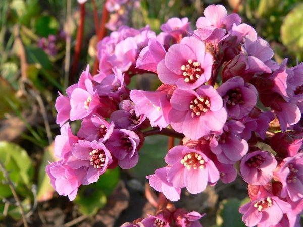 Bergenia cordifolia