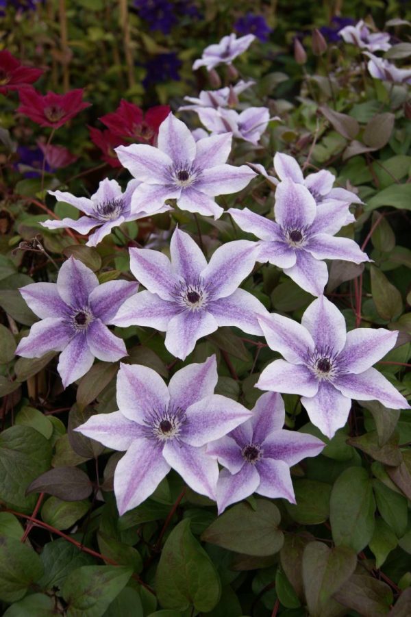 Clematis Best Wishes®