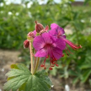 Geranium macrorrhizum Bevan's Variety
