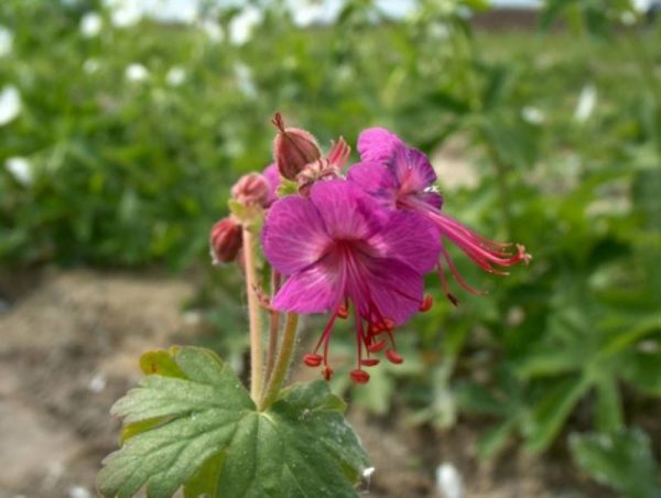Geranium macrorrhizum Bevan's Variety