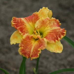 Hemerocallis Beyond Riches