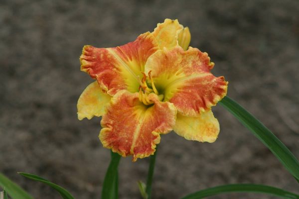 Hemerocallis Beyond Riches