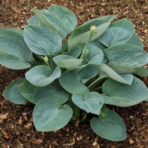 Hosta Big Daddy