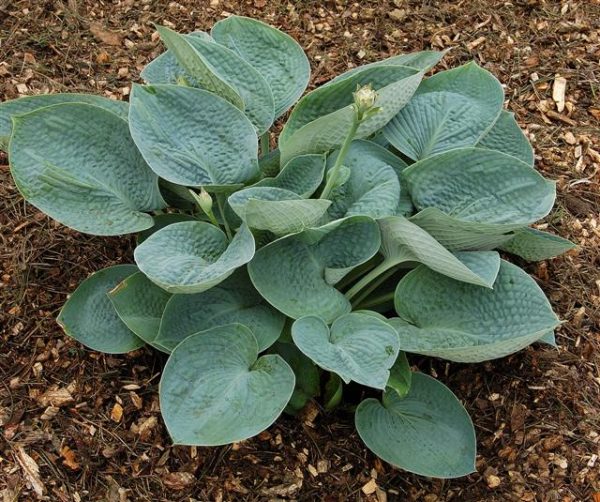 Hosta Big Daddy