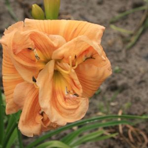 Hemerocallis Big Kiss