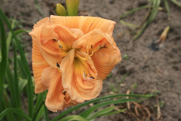 Hemerocallis Big Kiss