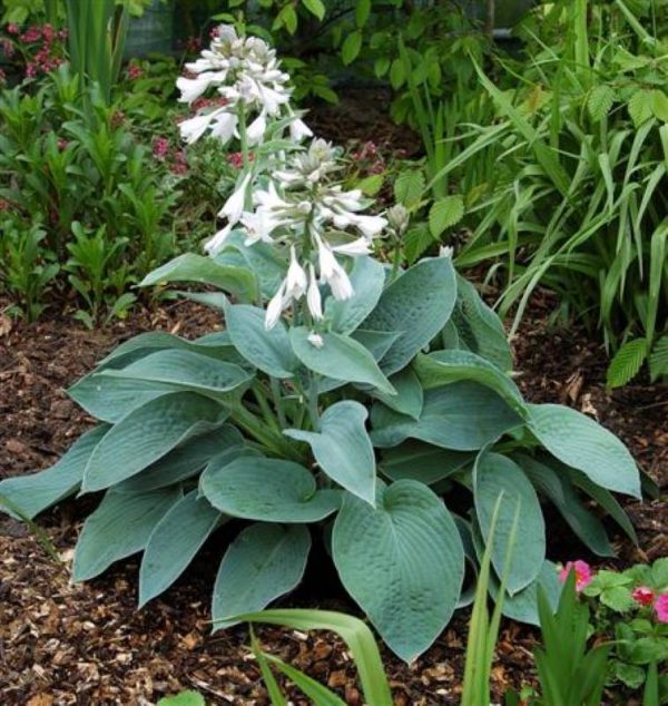 Hosta Big Mama