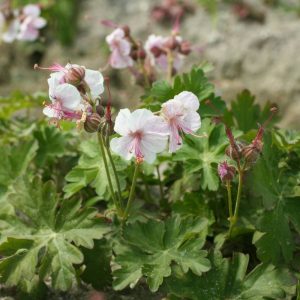 Geranium cantabrigiense Biokovo