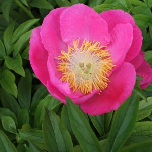 Paeonia  Birthday