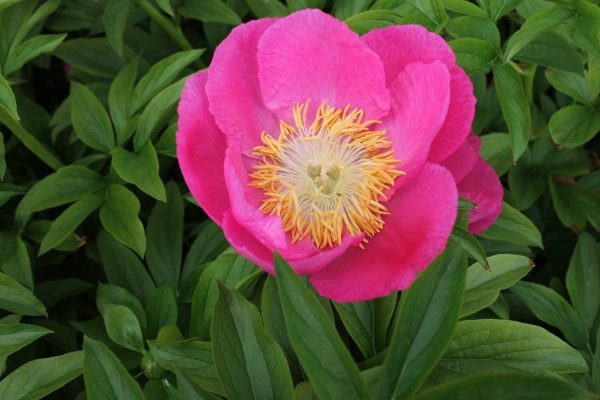 Paeonia  Birthday