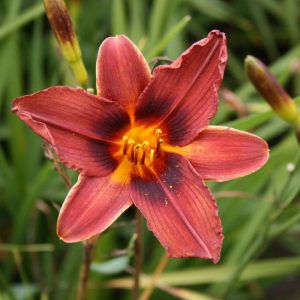 Hemerocallis Black Prince