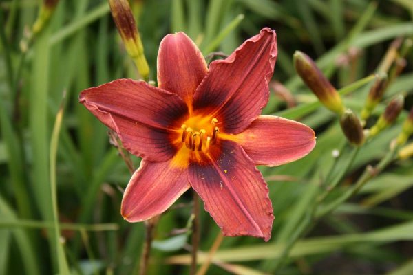 Hemerocallis Black Prince