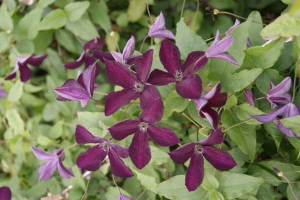 Clematis Black Prince