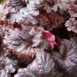 Heuchera Black Sea®