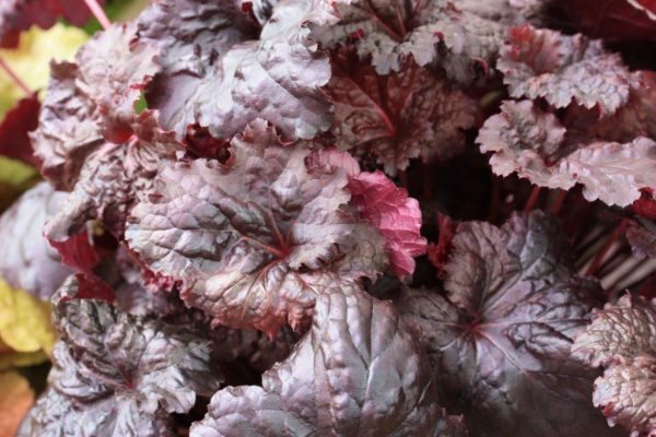 Heuchera Black Sea®