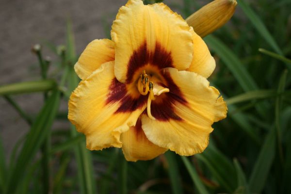 Hemerocallis Blackberry Candy