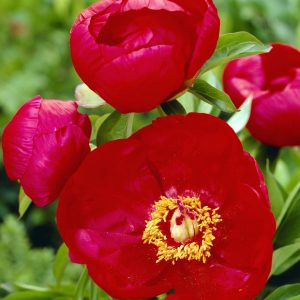 Paeonia  Blaze