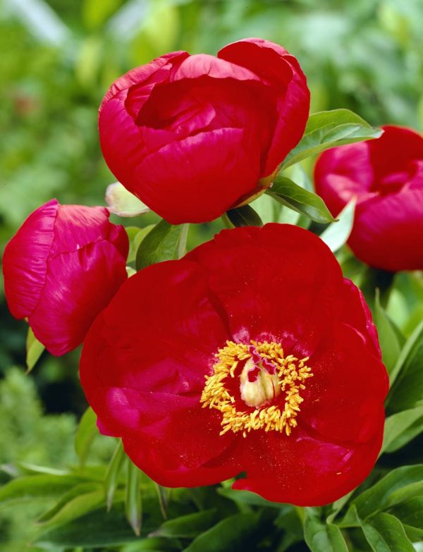 Paeonia  Blaze