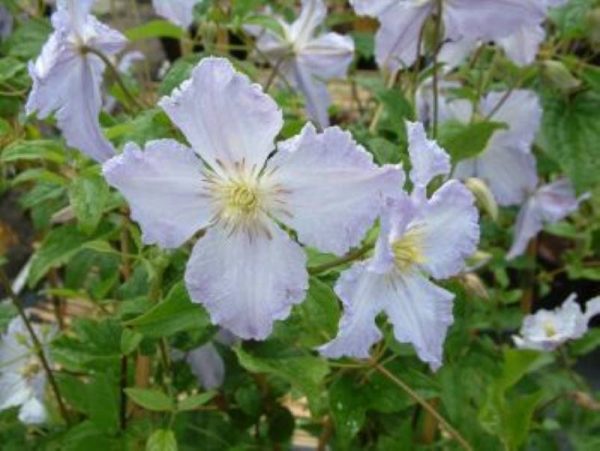Clematis Blekitny Aniol