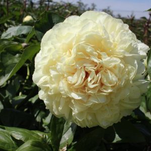 Paeonia  Blonde Vision