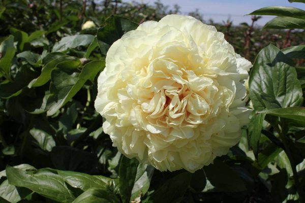 Paeonia  Blonde Vision