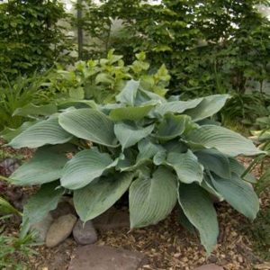 Hosta Blue Angel